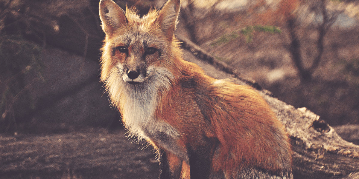 The Fox Hunt: Its Conservation and Preservation