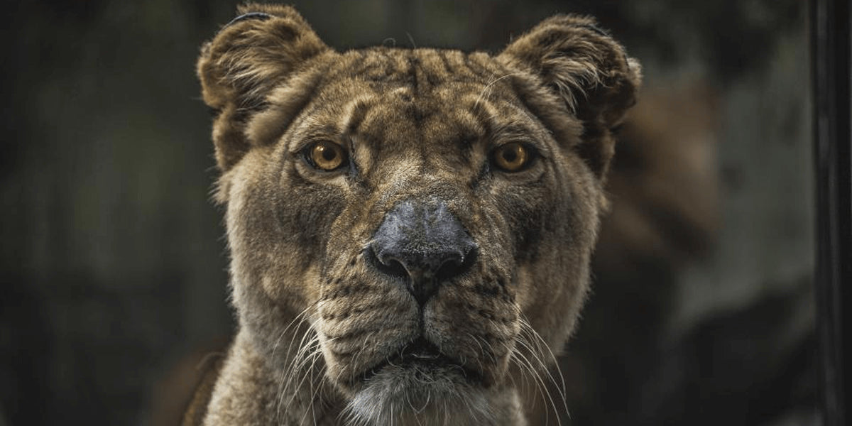 Lions and Tigers and Bears...(don't say it!)