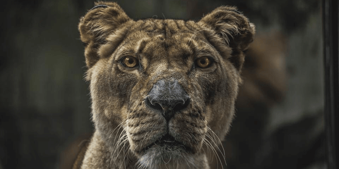 Lions and Tigers and Bears...(don't say it!)